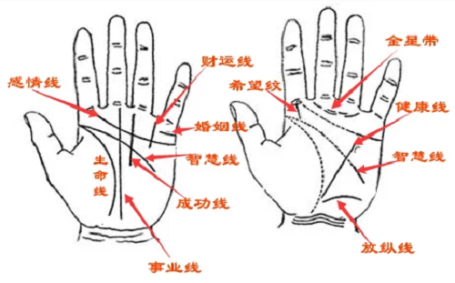 男左手相学图解算命大全_男生左手手相图解_左手图解手相男生图片