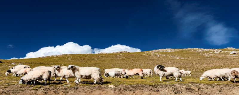 属羊人2021年每月运势 2021年属羊每月运势详解大全