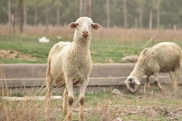 属羊人2021年每月运势 2021年属羊每月运势详解大全